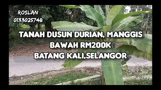 Dusun durian, manggis bawah RM200K Batang Kali, Selangor || Buah Durian Paling Best dakwa tuan tanah