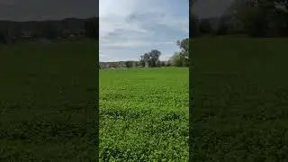 yağmurlama sistemi ile yonca sulama