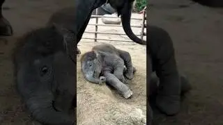 Will a baby elephant fall down if it sleeps standing up? #funny #animal #cute #wildlife #elephant