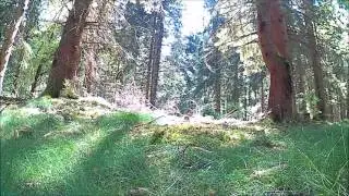 Natur Meditation Waldger&auml;usche Waldrauschen Wald sound Naturger&auml;usche Entspannung zum Einschlafen