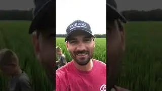 Notill Row Rice update