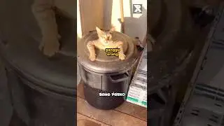 Kucing digrebek - Dubbing hewan lucu #dubbing #dubbingvideo #dubbinghewan