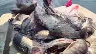 👉👍🦈Wow unbelievable net fishing best video ; YouTube video; Viral video;