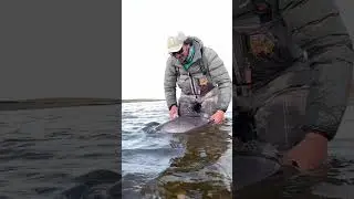 Rio Gallegos - Home to the biggest Sea Trout in the world. 🌎🎣🇦🇷
