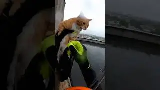 orange and white cat was rescued from danger #rescue #viral #fyp #cat