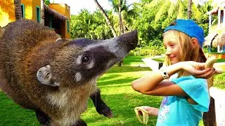 Video for children about animals. Pauline met a coati and a funny monkey.