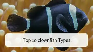Top 10 Clown Fish Types#quiz  #gk #generalknowledge #infohub #quiztrivia #shortsfeed #aquarium