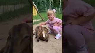Wow so soft and lovely goat 🥰🥰 petting farm animals 🥰video coming soon #goats #farmanimals #farm