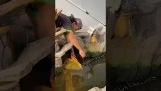 Pindahkan toman monster,red Barito dan spair auranti kekolam baru🤤 #430 #KOOKIKO