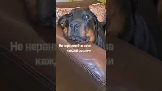 #ротвейлеррафа#позитив#суперсобака#цитатыосмысле#стэтхэмцитаты#юмор#стэтхэмюмор