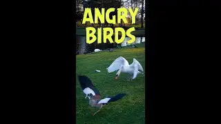 Real ANGRY BIRDS - Vilin Shorts