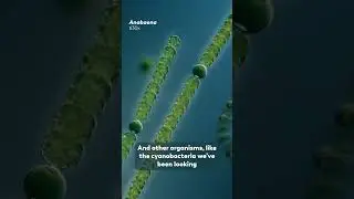 Nitrogen Fixing Microbes Have To Hide From Oxygen