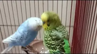 Daily Life of Love Birds Day-30 #live #lovebirds #petlovers #cute budgie