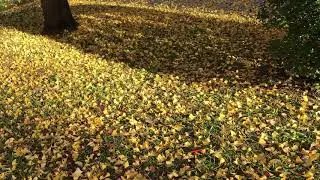 Ginkgo leaf carpet