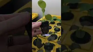 How to Build a DIY Aeroponic System for Growing Plants Indoors (Part 1/6)