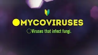Mycoviruses infect fungal pathogen that cause plants diseases