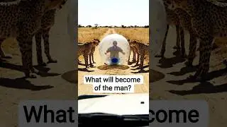 Cheetahs vs Human (Unbelievable Speed!) #wildlifeshorts #viral