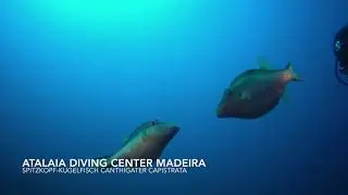 Tauchen Madeira, Atalaia Diving Center, Spitzkopf Kugelfisch