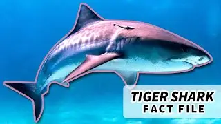 Факты о тигровой акуле: мусорное ведро с плавниками 🗑️🦈 | Архив фактов о животных