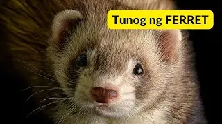 Tunog ng FERRET | Sound of FERRET