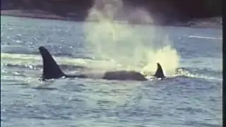 1971 Penn Cove Capture With Jeff Mart