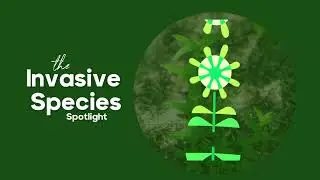 How to Handle Invasive Species in Your Garden?