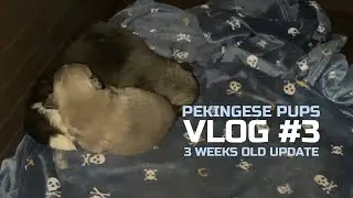 Pekingese Puppies Vlog #3 || 3 weeks old puppies