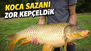 SAZAN BALIĞI KEPÇELEME ANI| DEV BALIK| HEYECAN DOLU! #sazanavı