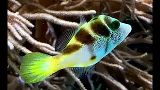 ノコギリハギ　Blacksaddle filefish,False puffer,Mimic filefish　Paraluteres prionurus