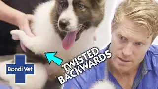 Chris SHOCKED By Deformed Puppy Born With Backward Facing Leg 😱| Full Episode | E51 | Bondi Vet