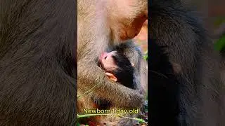 Congratulation! Newborn baby monkey!! #jane #tasana #janet