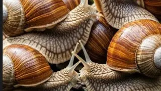 The Slowest Superheroes: Uncovering the World of Snails! 