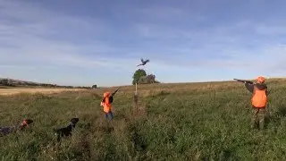 First Time Youth Pheasant Hunters, GREAT Shooting and Beautiful Dogs!