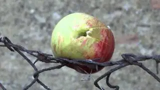 Steyr Hunting 5 apple 30m