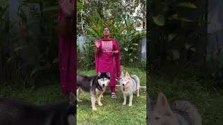 How to train dogs | dog training | Omkar pet life