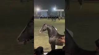 Purity of Dev Darbar line #stallion #anger #beauty #kaali