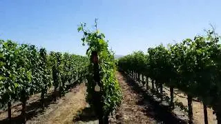 Lovely block Dijon Clone 76 Chardonnay Martinelli vineyards along Russian River Road