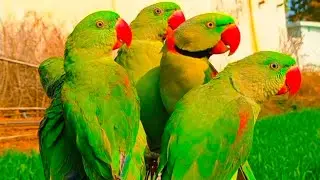 Parrot Talking Videos | Parrot sound | Parrot Voice | Tanishu Singh Miniature 