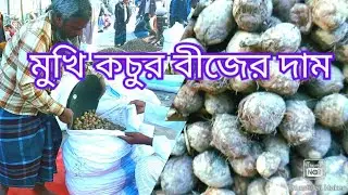 মুখি কচুর বীজের দাম  | কচুর বীজ লাগানোর সঠিক সময়  | Uttarer Krishi   |