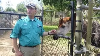 San Diego Zoo Safari Park behind the scenes tour okapi feeding