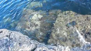 Inishark waves