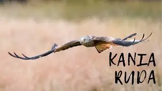 WOW! To było bliskie spotkanie//Fotografuje kanie rudą // Fotografia przyrody//Sony a9ii// Sony a7iv