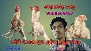 ଏହିଠି କେବଳ ଶୁଆ ଥୁଟିଆ କୁକୁଡ଼ା ମିଳେ । # odisha Nayak farm kendrapara 🐓