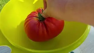 Tomato Sarra F1. August 8. Leningrad region.