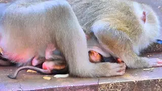 Live Stream: Mama MILENA Recovering After Birth While Caring for Her New Baby 🐒💛.