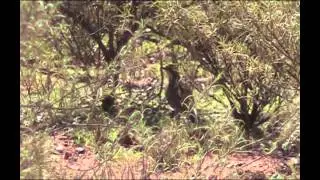 Chestnut-Breasted Quail-Thrush - Bird watching in Australia with Ej-Birdwatching