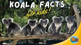 #animalfactsforkids  Koala Facts for Kids