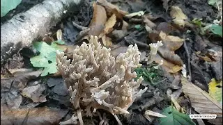 Клавулина пепельно серая Clavulina cinerea Лечебные свойства Химический состав
