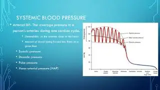 Student Review of Chapter 19  The Blood Vessels