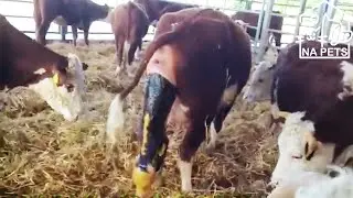 BABY CALF BEING BORN - How Cow Give Birth
